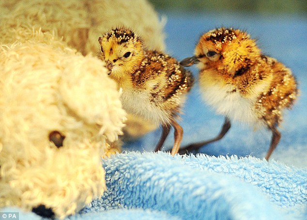 ��Σ�������״���Ӣ�������ɹ�