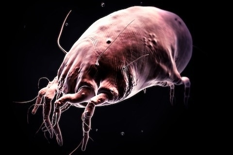 ��̾��ҽѧ3D������ͼ ��������ͼ