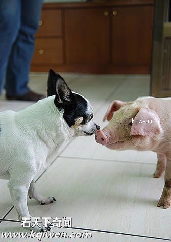 ɵ��������ɫ����ɱ