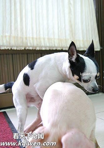 ɵ��������ɫ����ɱ