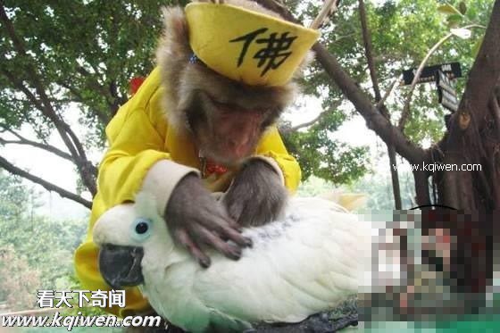 ��Ϊ���ޣ��ҵ�ѹ��Ҳ�ܴ�